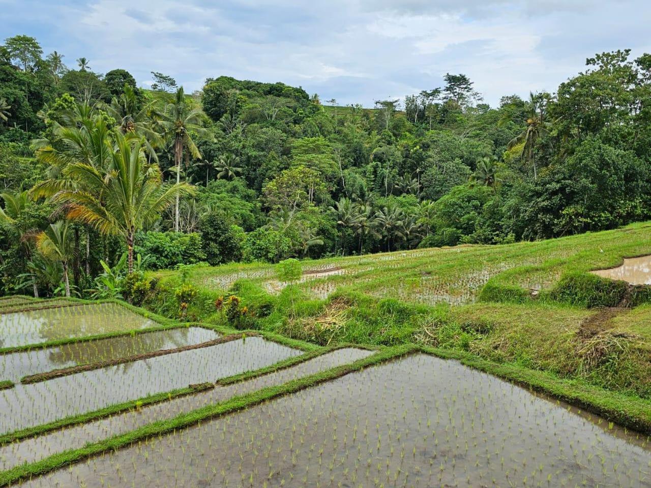 فيلا Umauthu Bali Selemadeg المظهر الخارجي الصورة